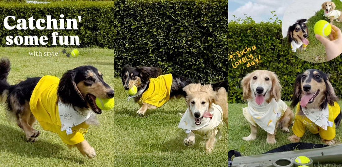 🌸 PAW POCHI Spring Collection 2025: Floral Pet Bandanas & Bows for Stylish Fur Babies 🌿🐶