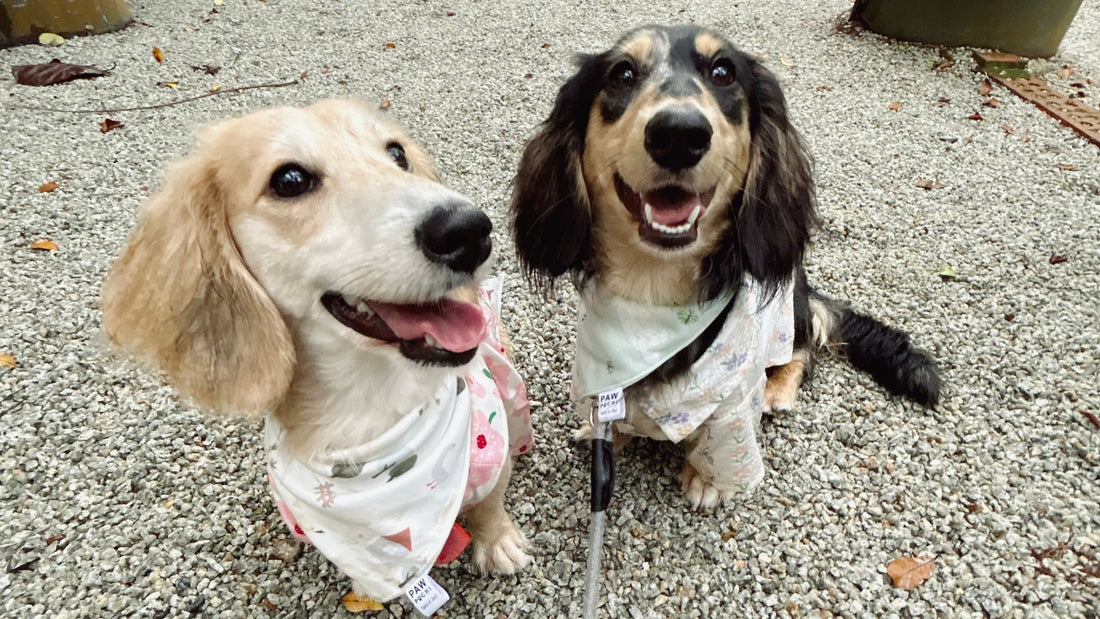 A Sneak Peek at Our Spring Collection 🌼🐝