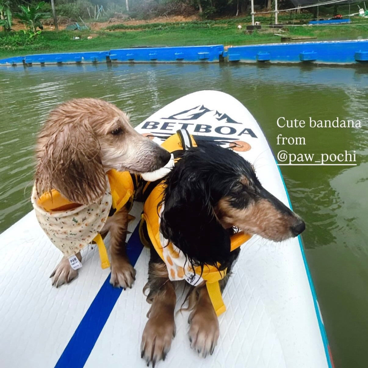 Fruit S/M/L- Rasberry