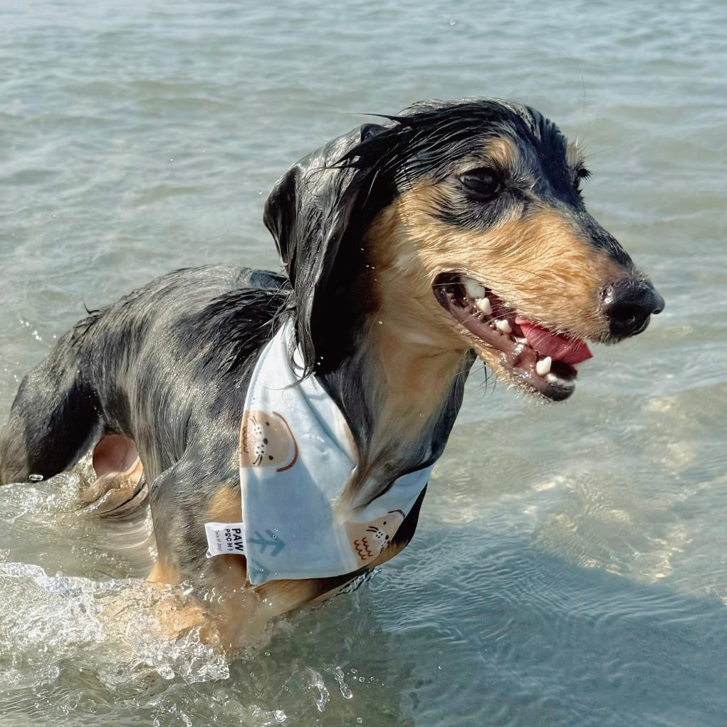 Blue S/M/L - Sea Lion