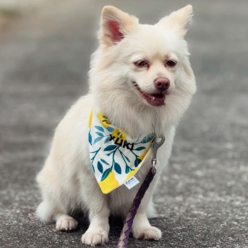 Fruit S/M/L - The Pear