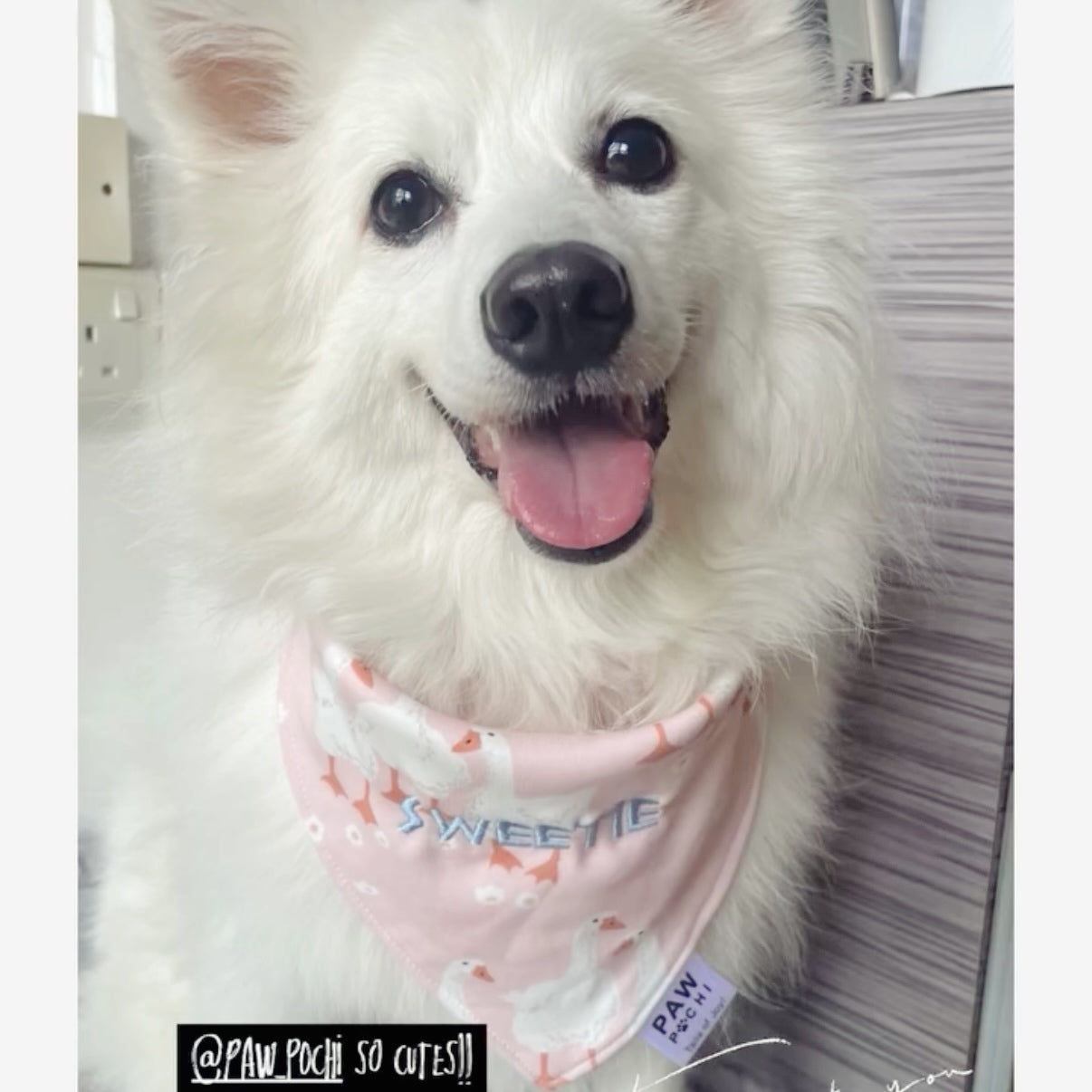 Pink S/M/L - The 'Quack' Series