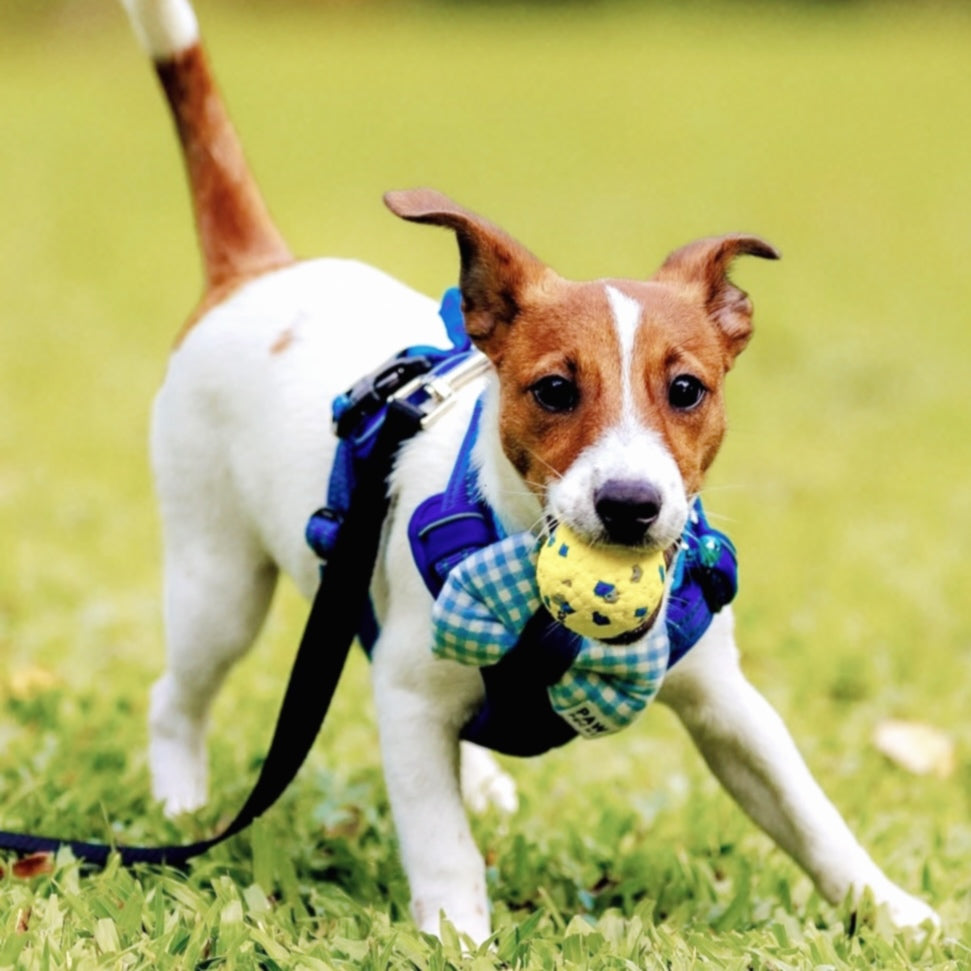 Blue Check Breeze – Cool & Classic Pet Bow