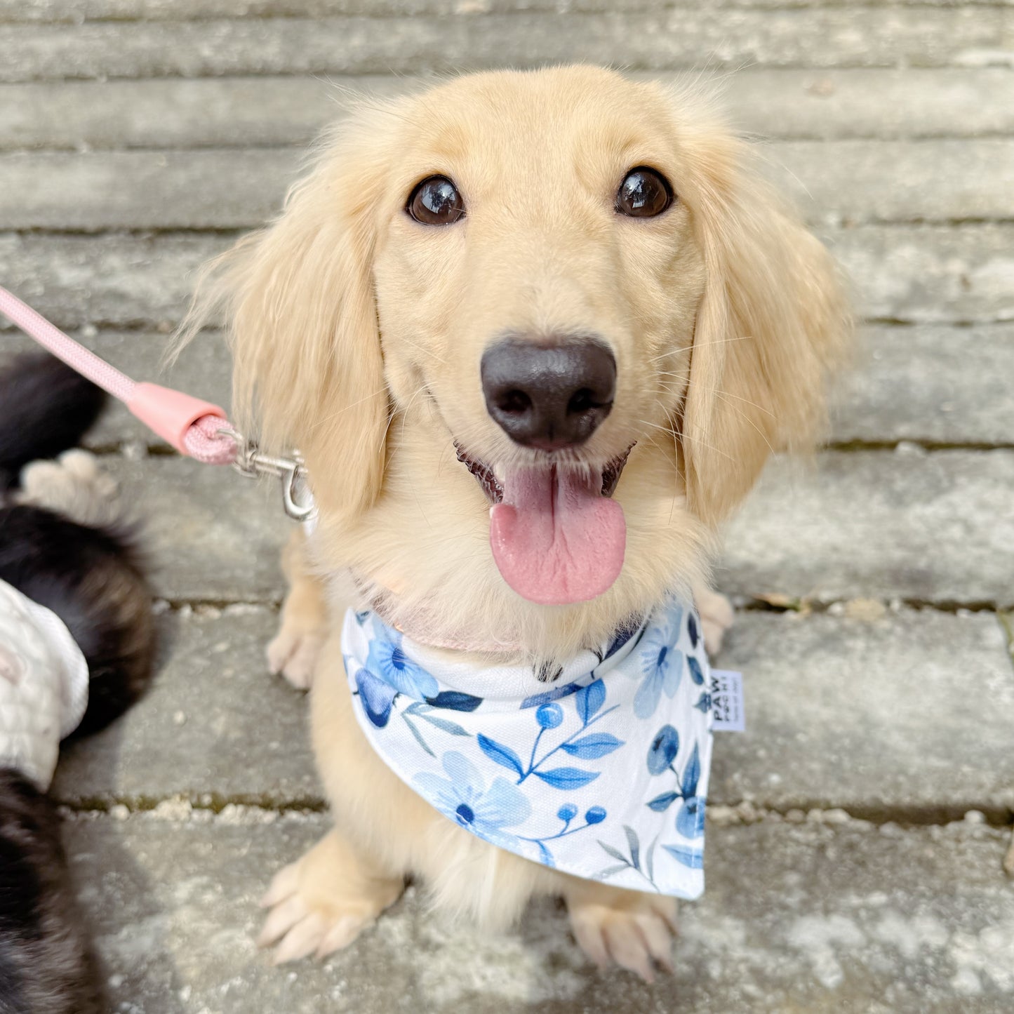 Blueberry Meadow – Soft Bloom Pet Bandana