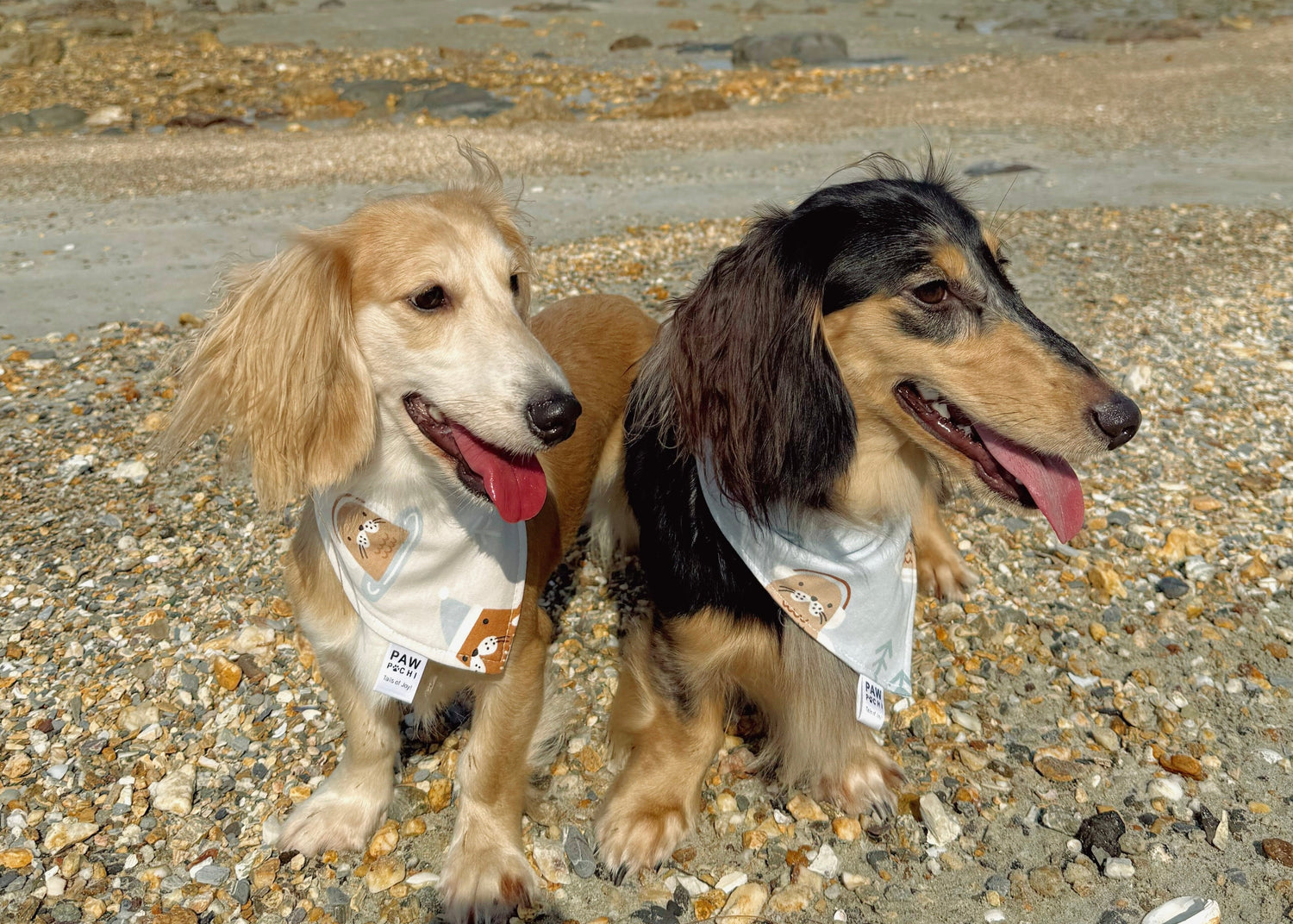 Two long-haired dachshunds standing on a pebble beach, each wearing a white bandana with a brown graphic print. The background shows a rocky shoreline and a cloudy blue sky.