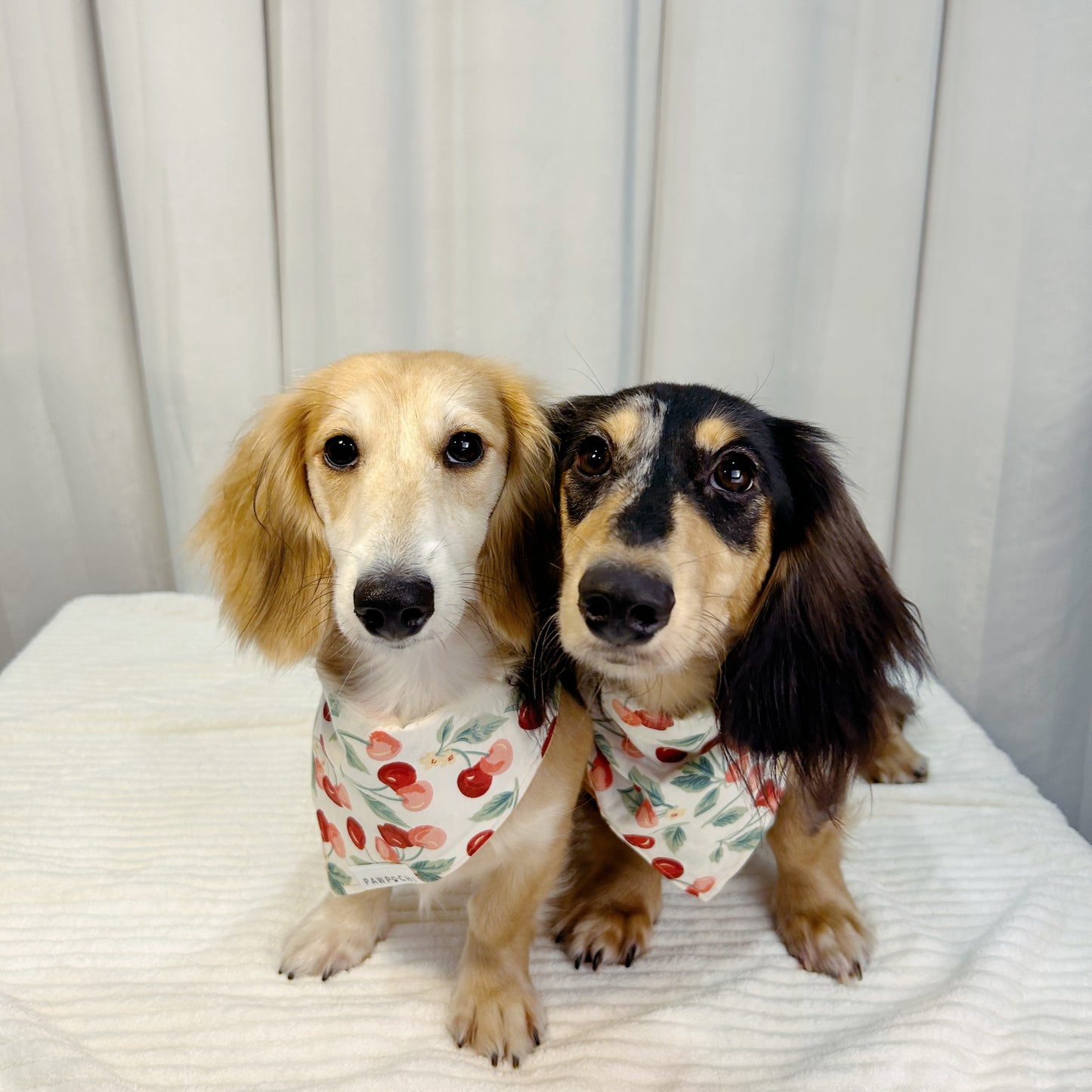 Blossom Breeze: The Pink Bandana with Cherry Blossom Print