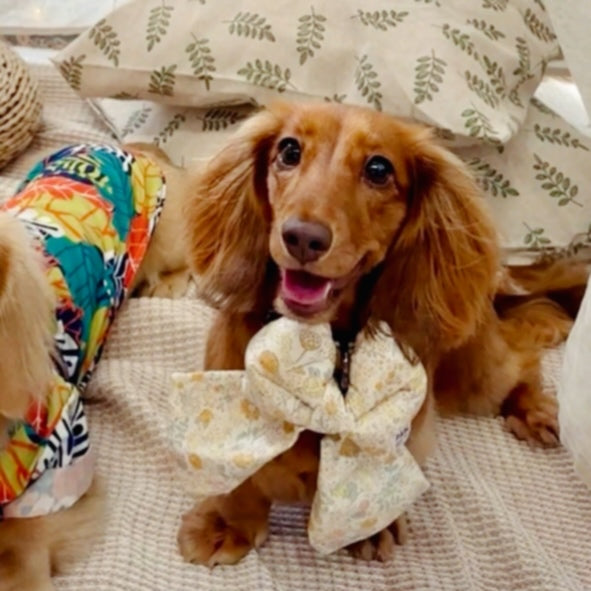 Sunny Daisy – Summer Day Pet Bow