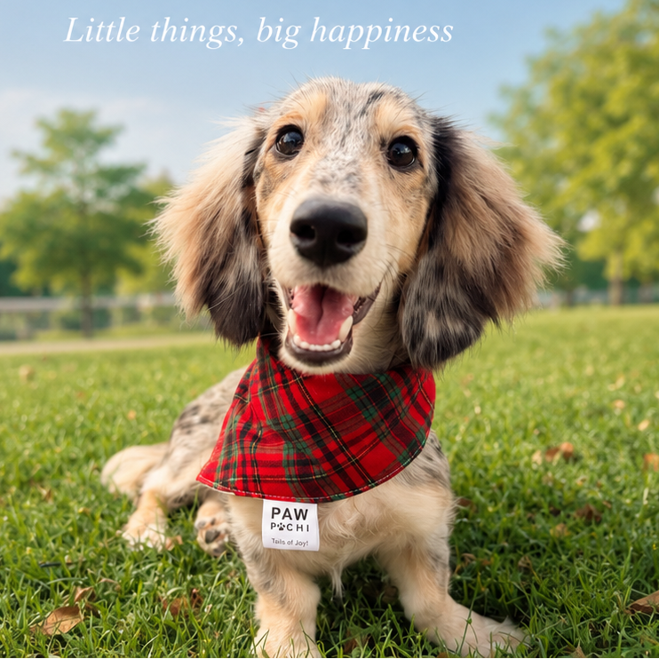 A dachshund wearing a red plaid bandana sits on green grass in a park under a blue sky, with the text 'PAW & POCHI Holiday edit' overlaid at the top.
