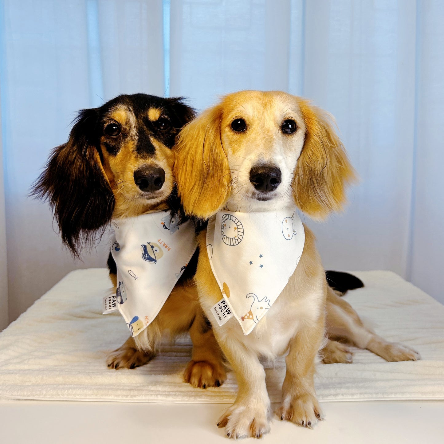 Blue S/M/L - The Zoo